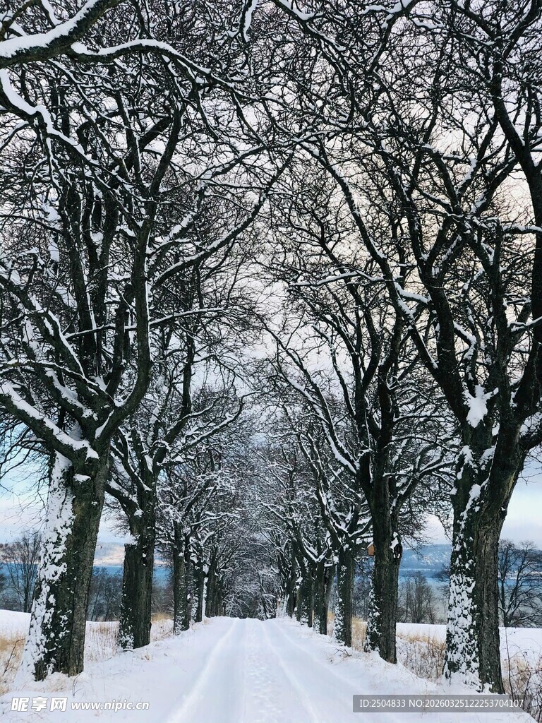 冬日雪覆林荫道美景