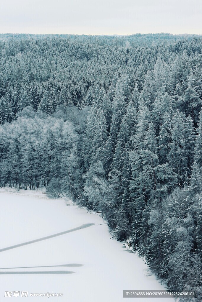 冬日雪覆森林的静谧景象