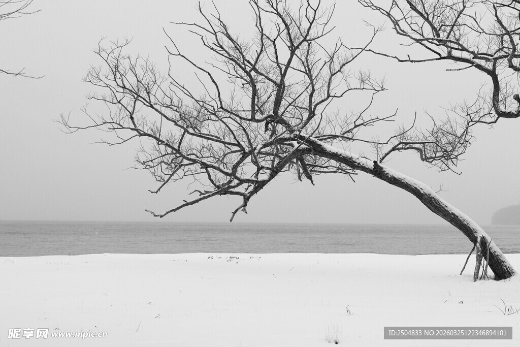 雪野中孤独的倾斜枯树