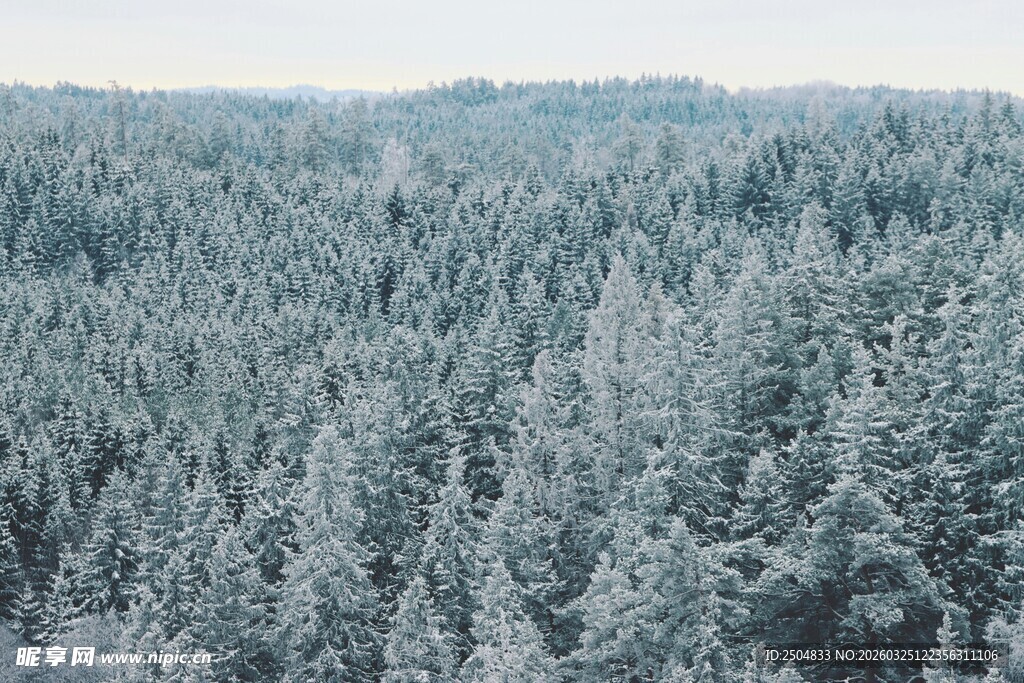 冬日雪覆森林景观