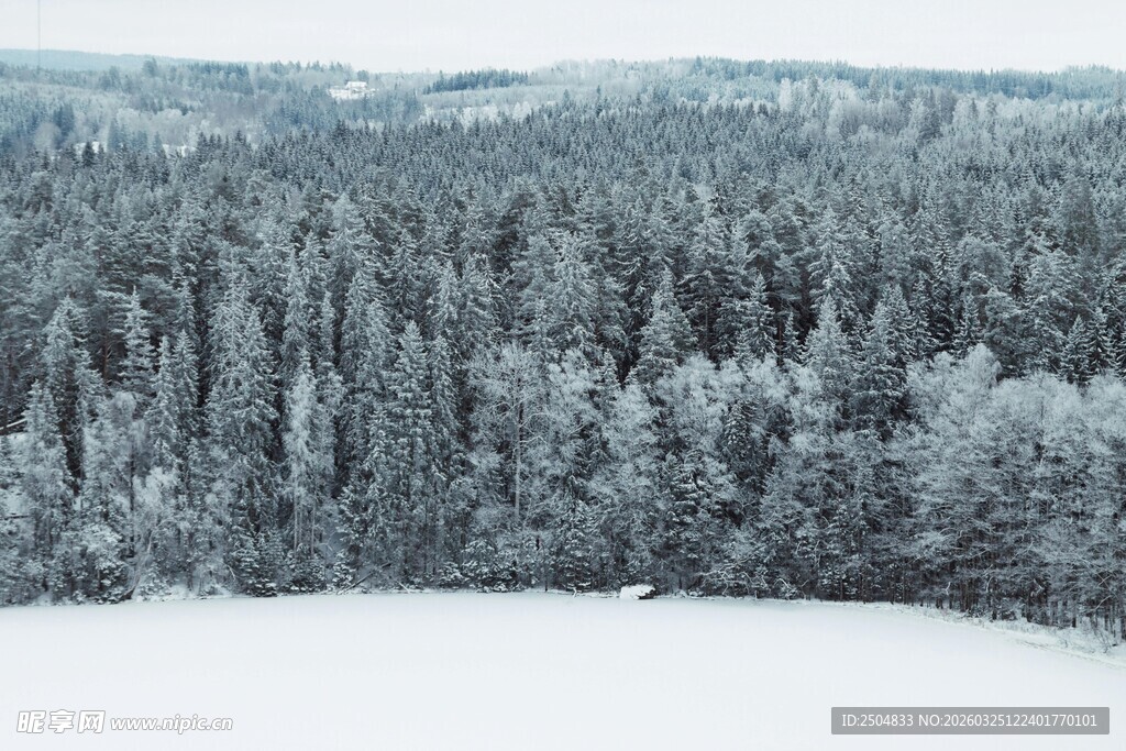冬日雪景中的静谧森林
