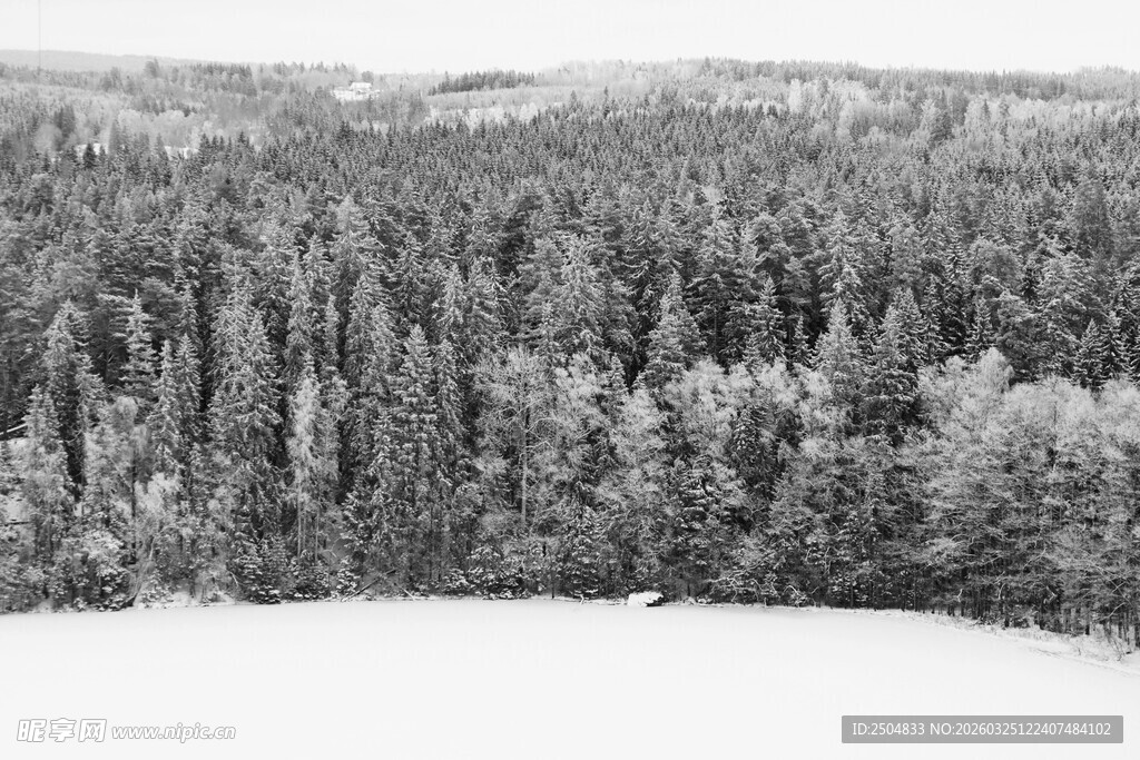 冬日雪覆森林景观