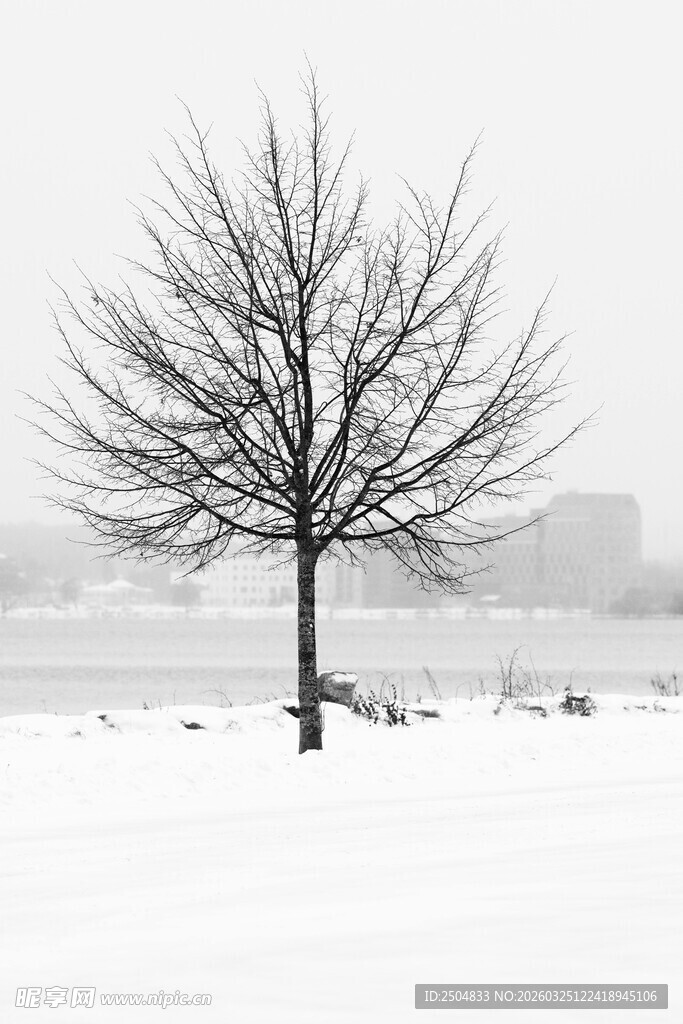 雪野中的孤独秃树