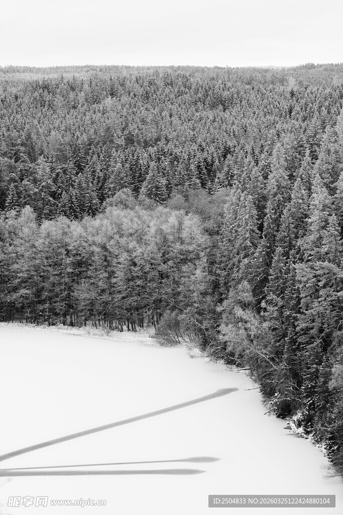 冬日雪覆森林景观