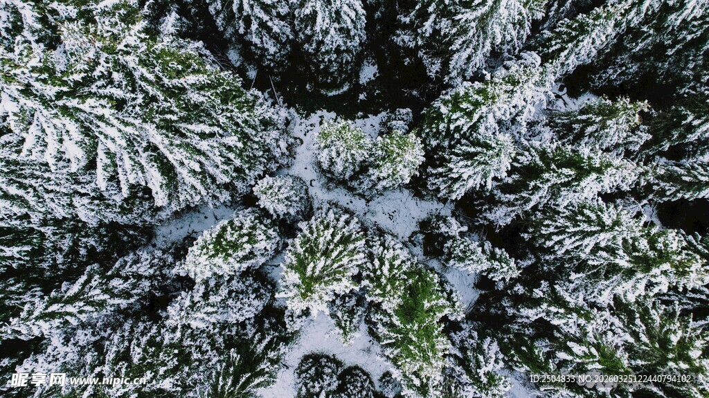 雪覆松枝的美丽景致