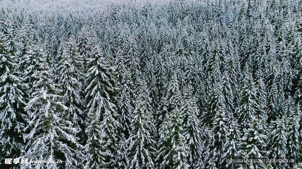 雪覆森林景观