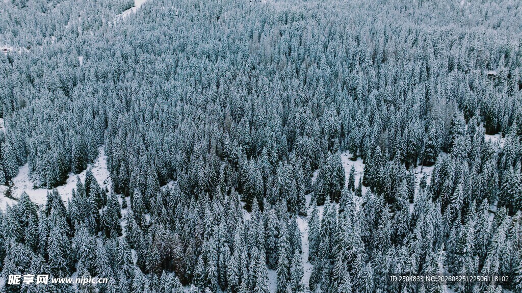 雪覆森林景观