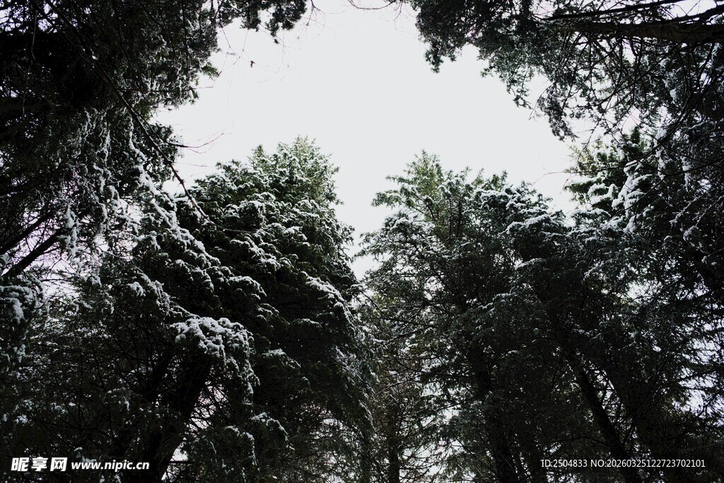 仰望森林中的茂密树木