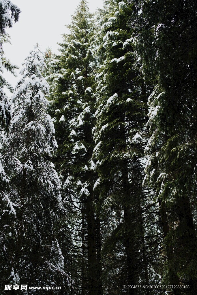 雪覆森林美景