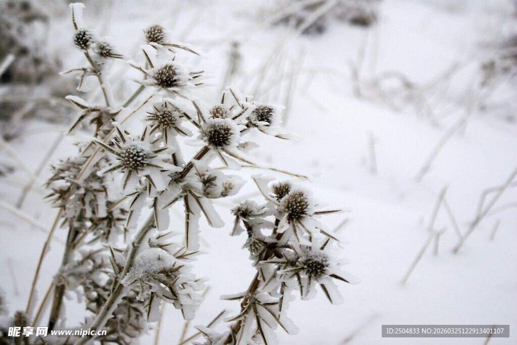 雪中带刺植物