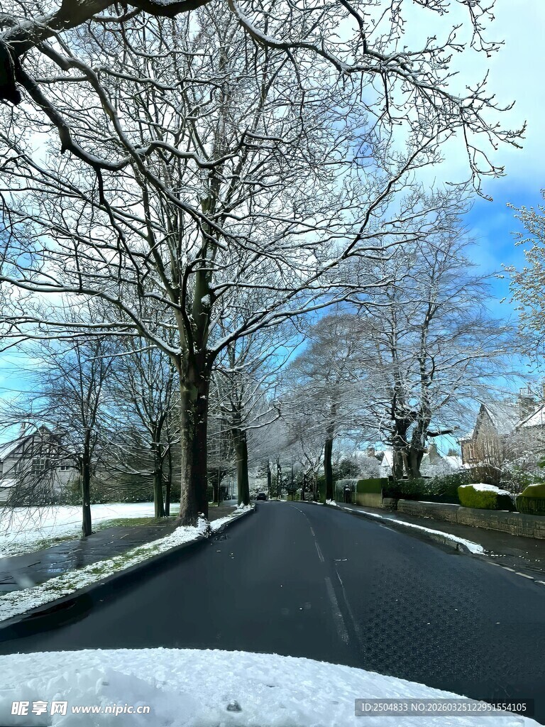 冬日雪覆道路与树木景观