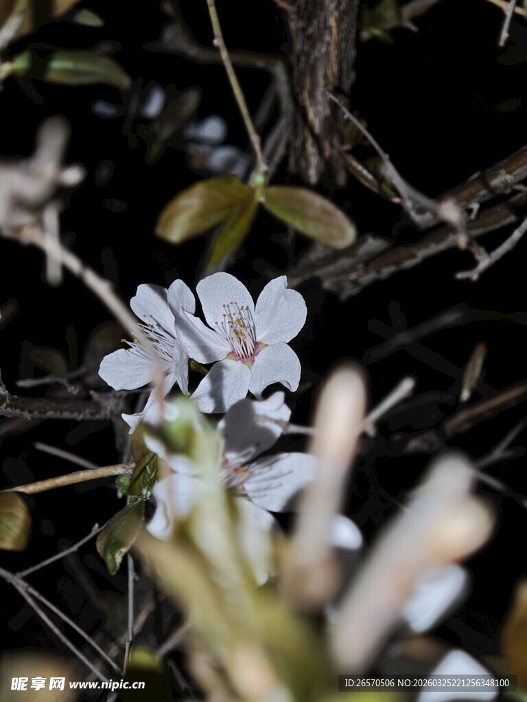 白色小花绽放于枝叶间