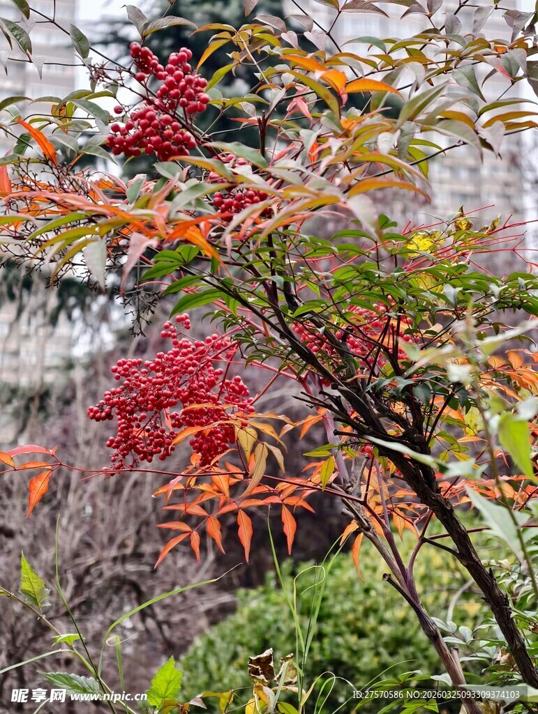 秋日红果满枝的绚烂景象