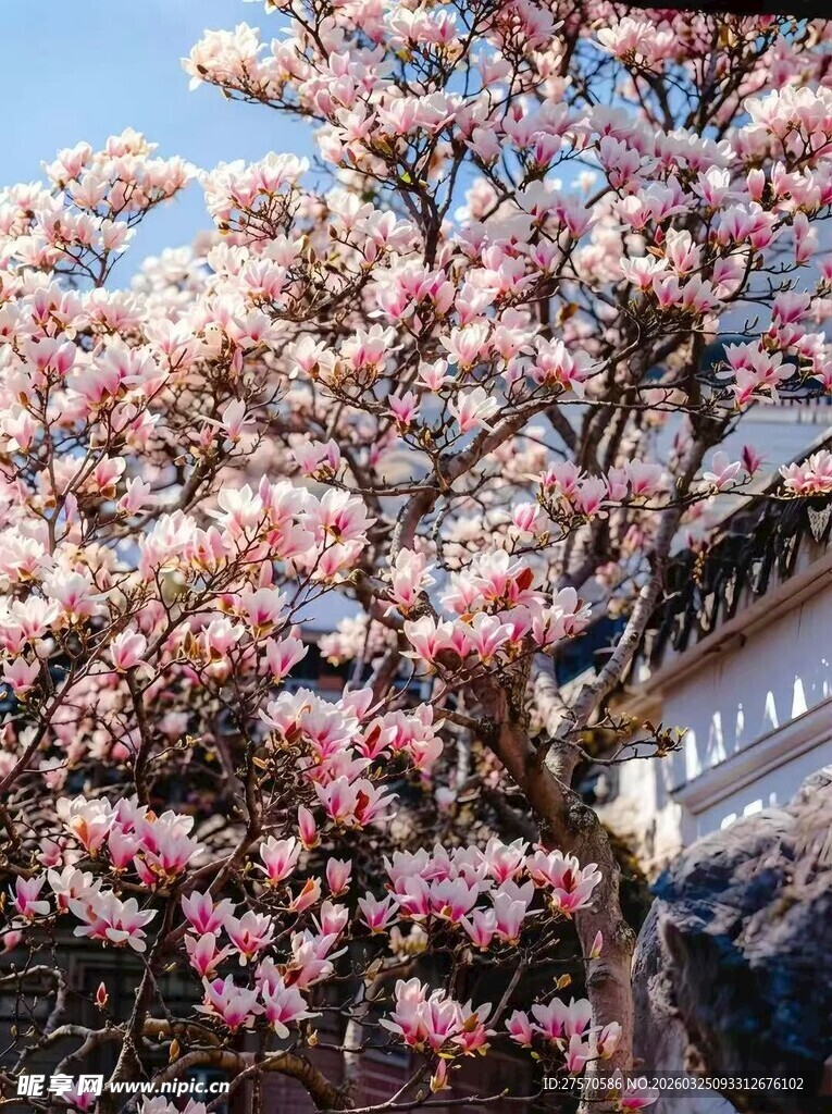 盛开的粉色玉兰花树