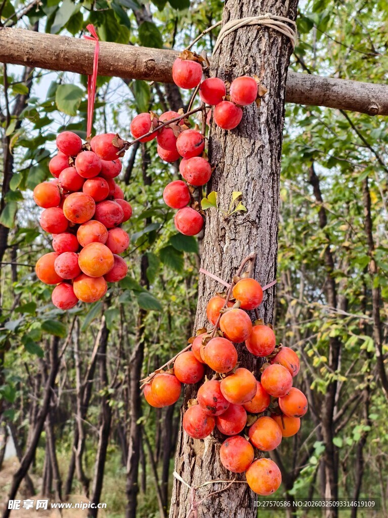 树枝上挂满鲜艳的柿子