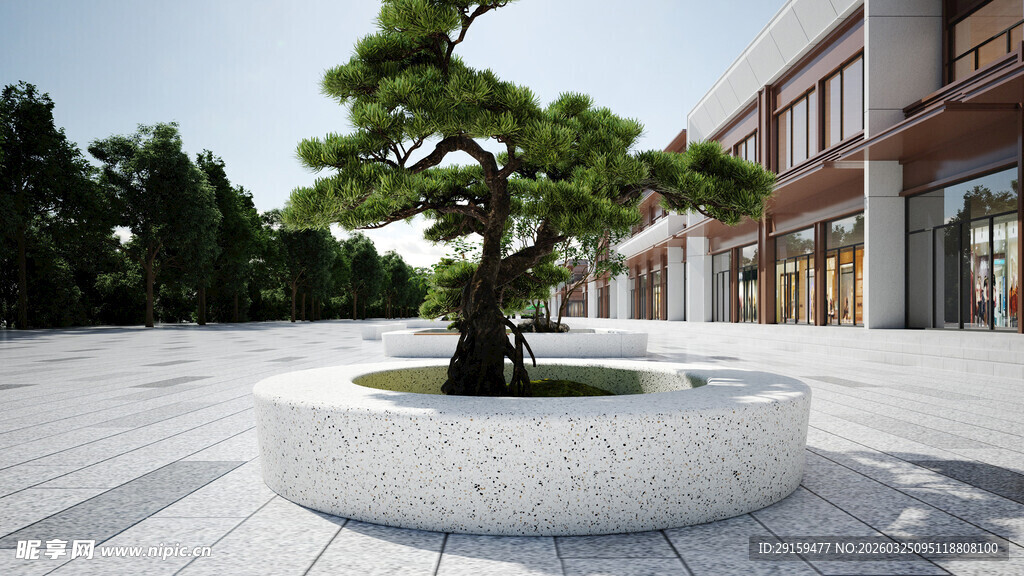 庭院中的精致盆景树