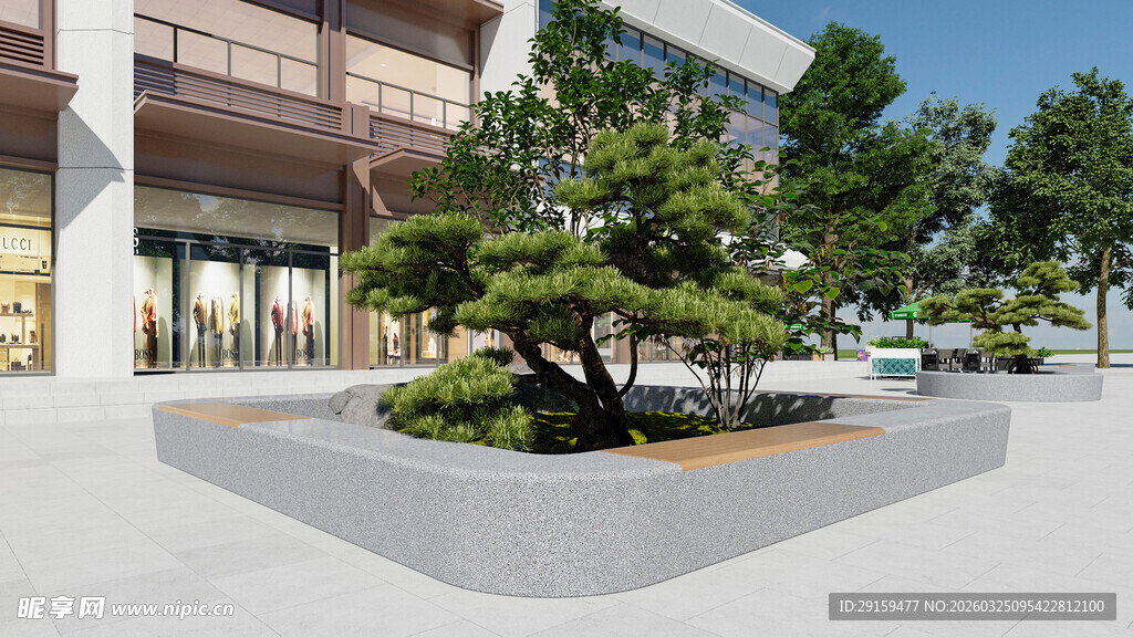 城市广场中的精致景观松