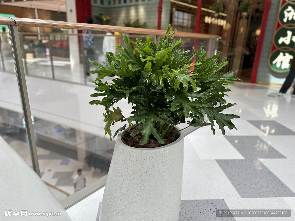 商场内的绿植盆栽