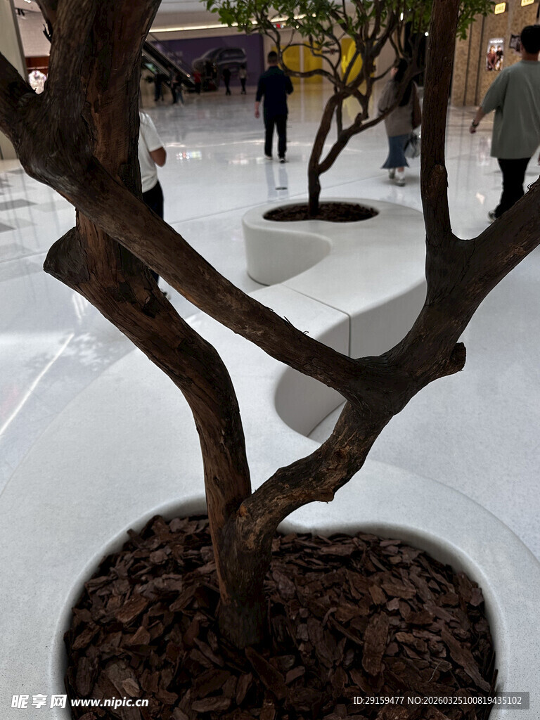 室内盆栽树的独特造型