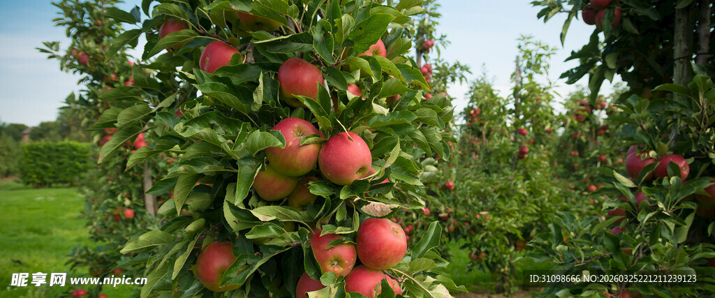 硕果累累的苹果果园