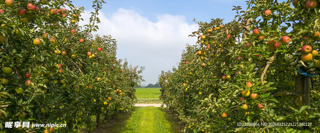 果园果树繁茂果实累累