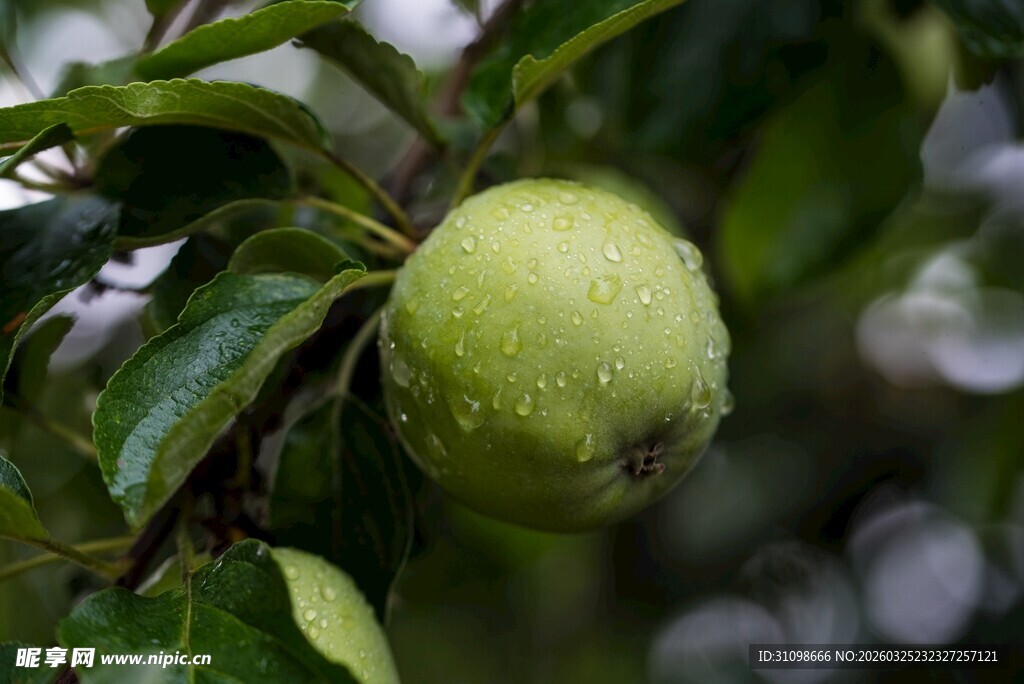 枝头青苹果