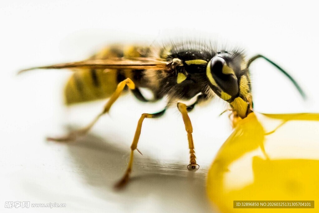 黄蜂舔食黄色液体瞬间