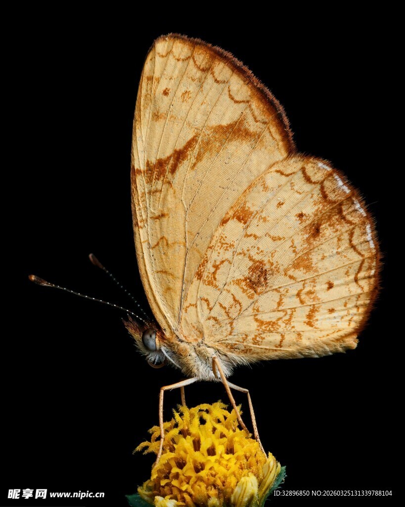 蝴蝶停驻黄色花朵上