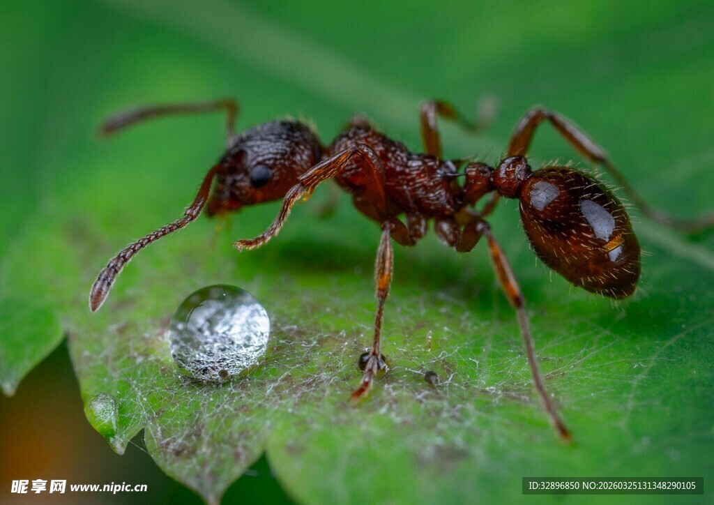 叶上红蚁与晶莹水珠