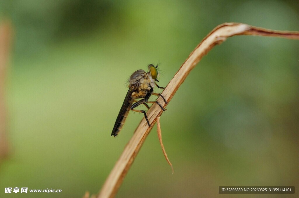 栖息于细枝上的多彩昆虫