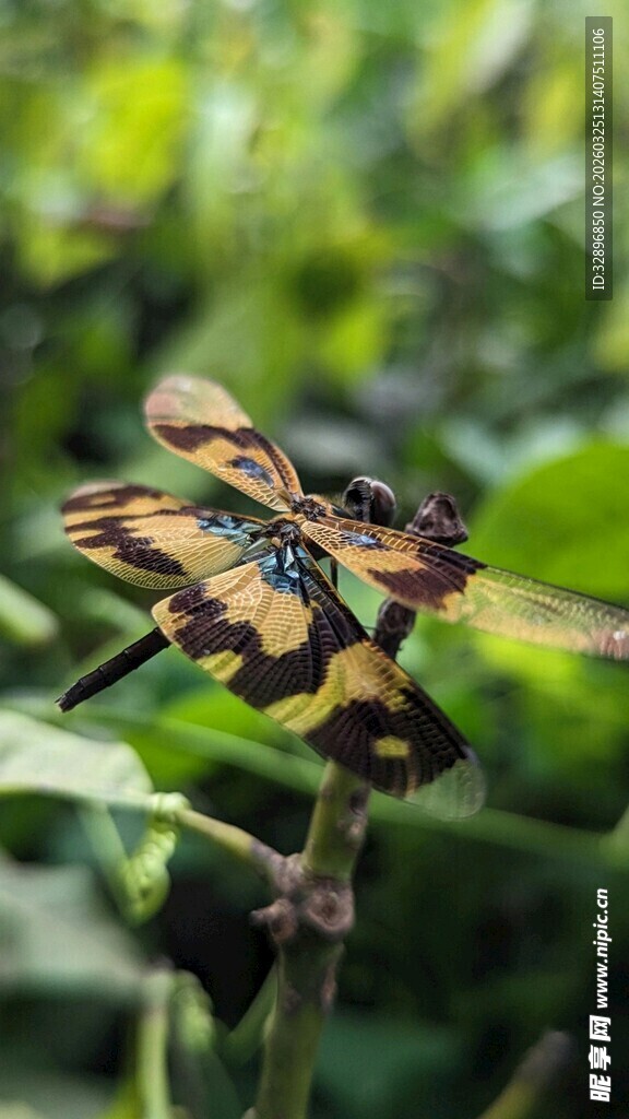 双蜻蜓停驻绿叶间