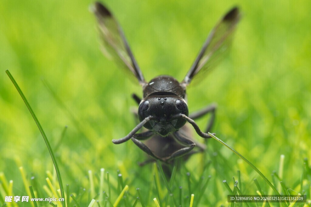 草地上的飞行昆虫