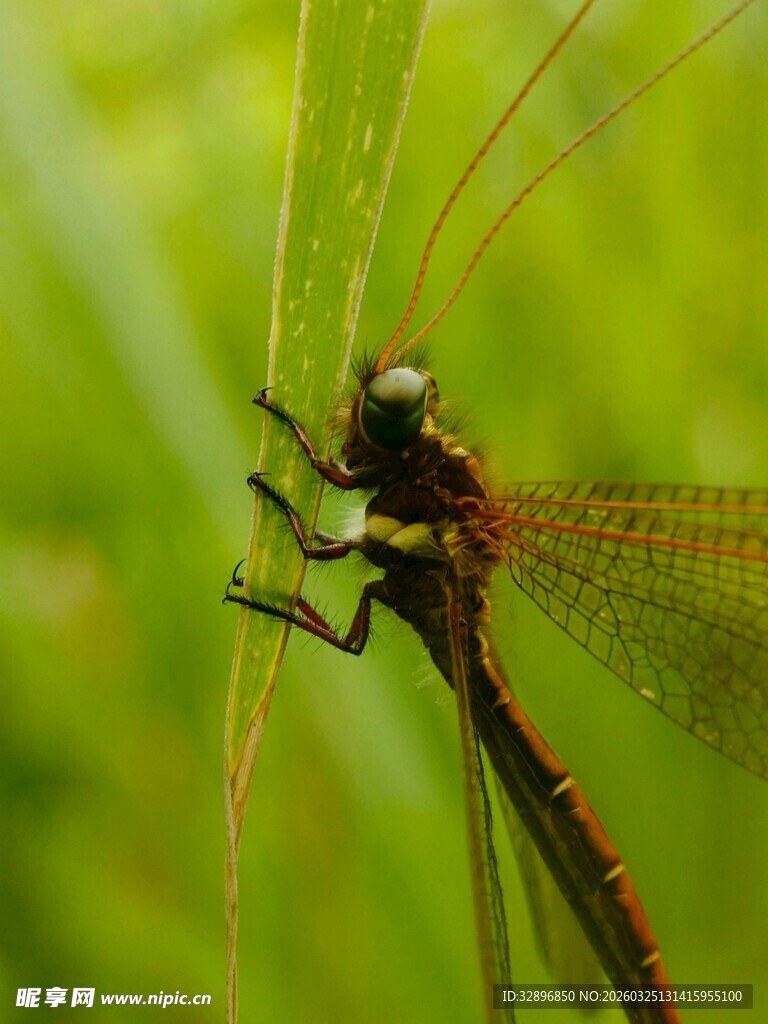 停在草叶上的红蜻蜓