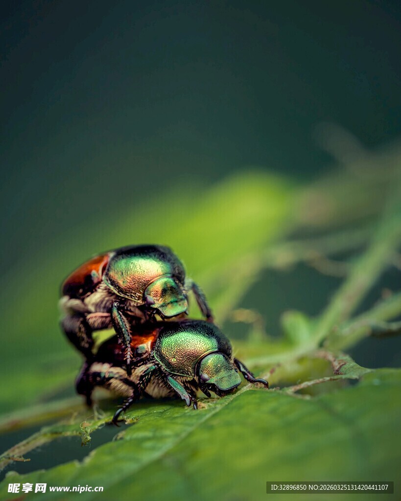 多彩甲虫栖息绿叶上