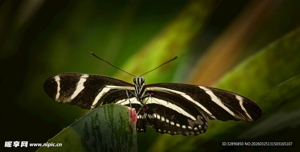 条纹蝴蝶停于绿叶之上
