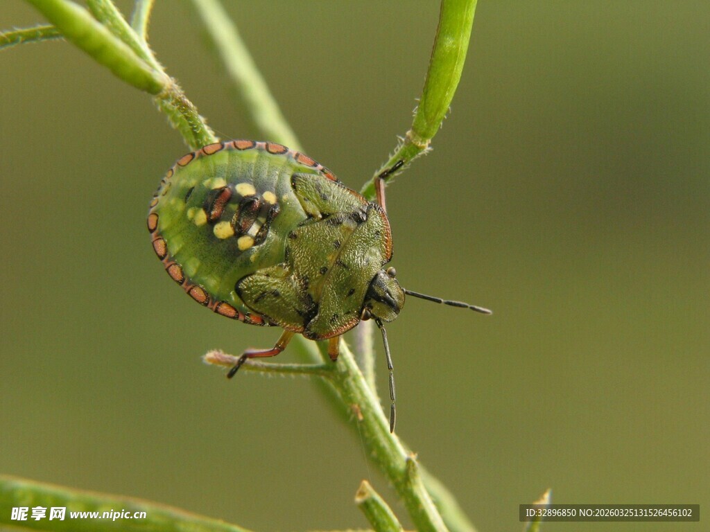 绿色蝽象栖息于植物枝上