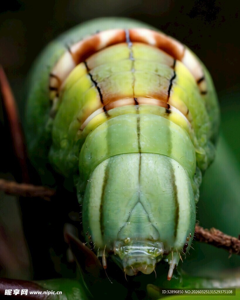 绿色大蚕幼虫特写