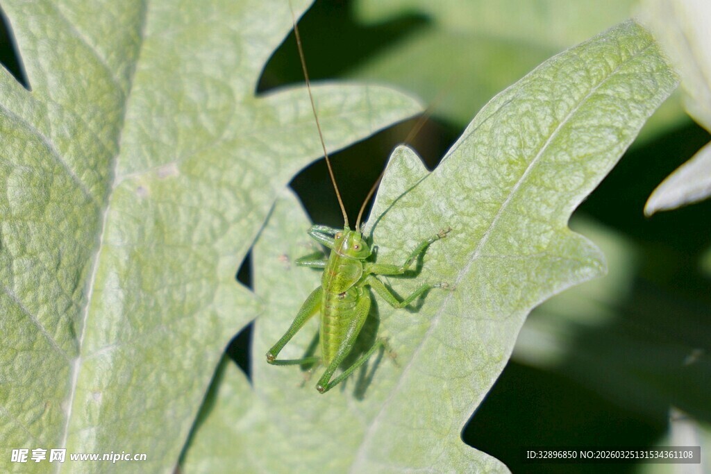绿叶上的绿色小蚱蜢