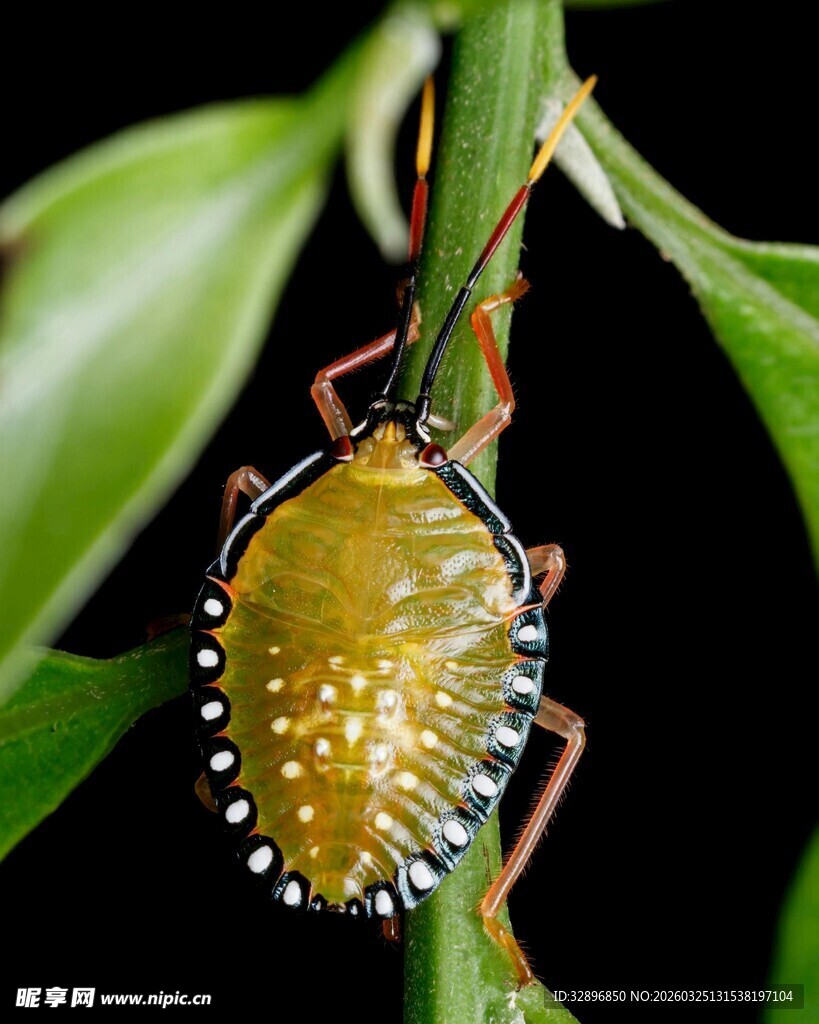 绿色带白点蝽虫特写