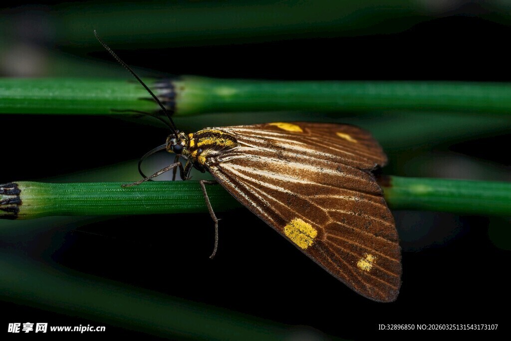 停驻绿枝的黄棕色蝴蝶