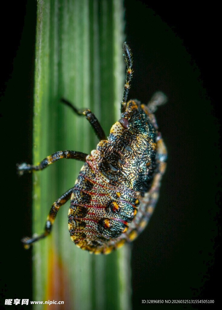 多彩甲虫攀附绿叶