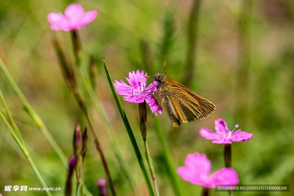 蝴蝶停驻粉色小花上