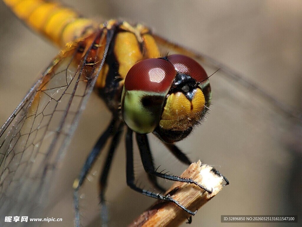 特写色彩斑斓的蜻蜓头部