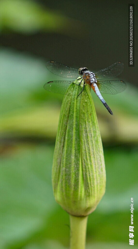 蜻蜓停驻于荷苞之上