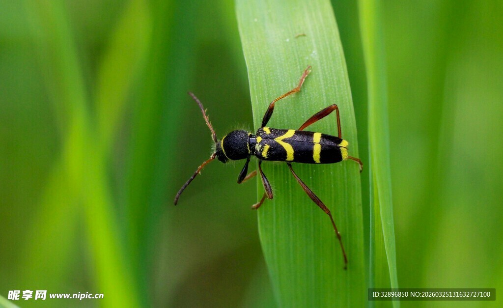 绿叶上的黑黄条纹小昆虫