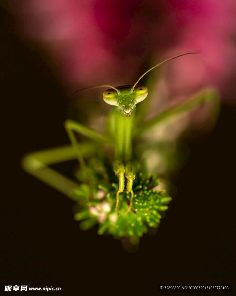 绿色螳螂特写