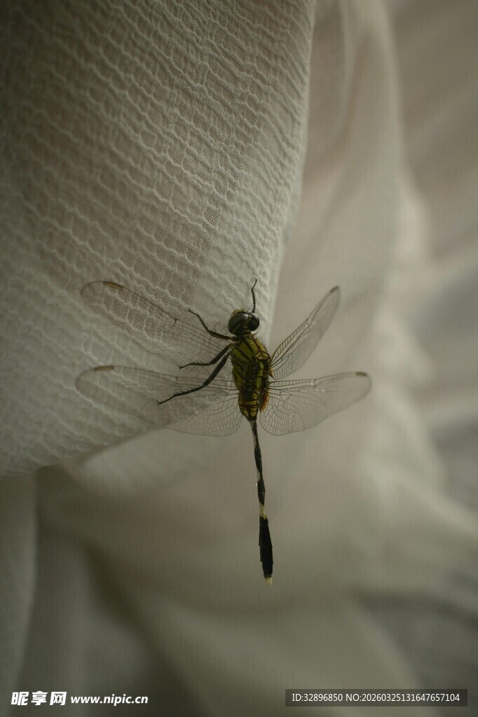 绿蜻蜓停于白色织物上