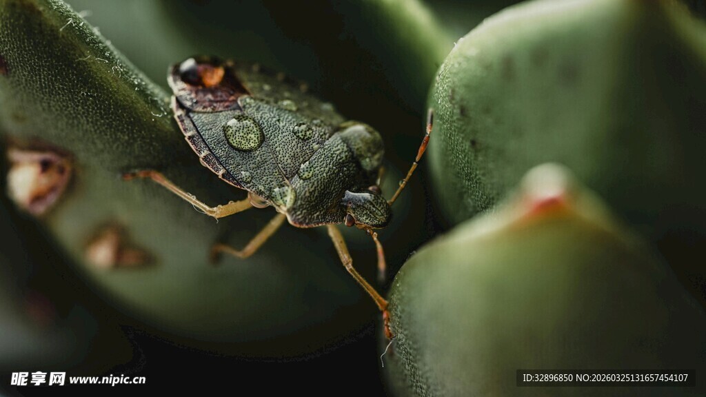 绿叶上的晶莹水珠与昆虫