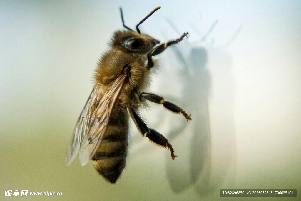 蜜蜂特写