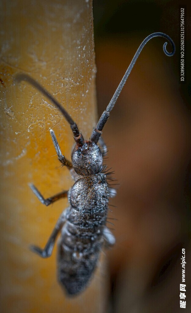长触角甲虫特写